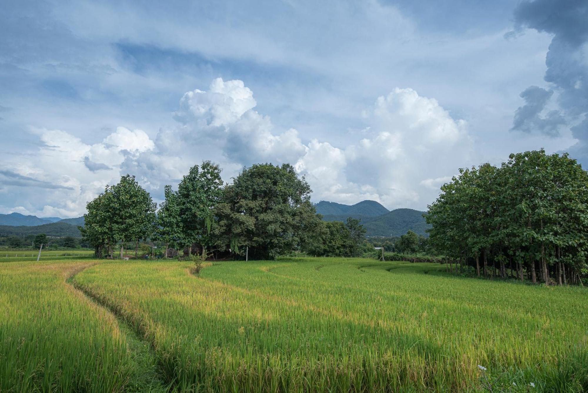 פאי Paddy Fields Haven - Natures Nest מראה חיצוני תמונה